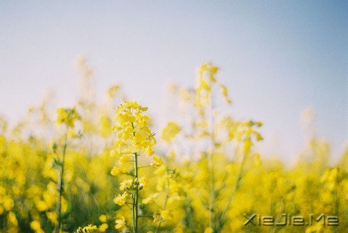 看自己的风景，行自己的人生 (1)