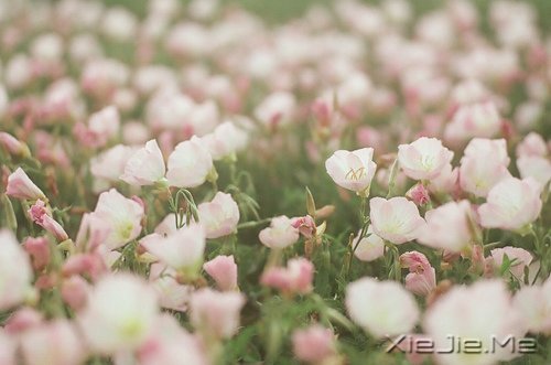 早安心语：脏话比谎言干净一千倍 (10)