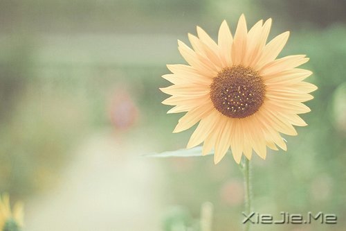 早安心语：不要辜负了美好的晨光 (10)