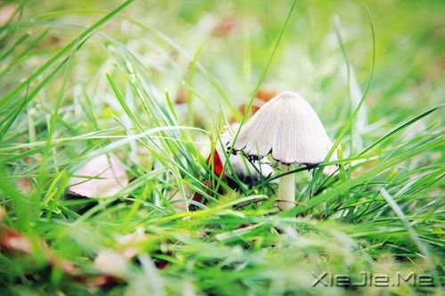 晚安心语：若无其事，原来是最狠的报复 (6)